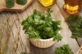 Young cow parsley leaves in a bowl on a table - a wild edible plant harvested growing in winter Royalty Free Stock Photo