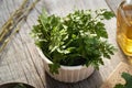 Young cow parsley leaves on a table a wild edible plant harvested in winter Royalty Free Stock Photo