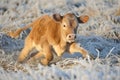 young cow playing and sliding on a frosty meadow