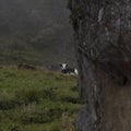 Young cow reasting over the grass near to an ancien monolith in colombia