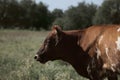 Young Texas longhorn cow closeup on farm during summer