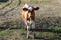 Young cow standing in the pasture and looking at the camera Royalty Free Stock Photo