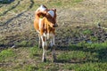 Young cow standing in the pasture on a Sunny day Royalty Free Stock Photo