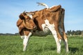 Young cow turning her head to look backwards. Red and white cow from behind, swinging tail, under a blue sky in a pasture