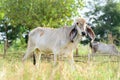 Young cow is walking in a field Royalty Free Stock Photo