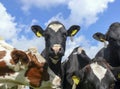 A young cow, wearing anti fly clip, in the middle of a group of cows looks curiously above the other cows