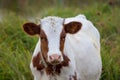 Young cow in white and brown suit on a blurred background in a pasture_ Royalty Free Stock Photo