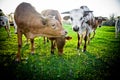 Young Cows Royalty Free Stock Photo