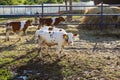 Young cows on the farm behind the fence looking at the camera Royalty Free Stock Photo