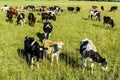 Young cows graze on a green field on a bright sunny day Royalty Free Stock Photo