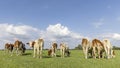 Young cows grazing on row, walking away, rear end view, together and happy, stroll towards the horizon, with blue sky Royalty Free Stock Photo