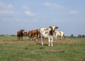 Young cows,heifers, with horns standing together on a meadow under a blue sky at the horizon. Royalty Free Stock Photo