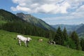 Young cows on a mountain meadow near Gstaad