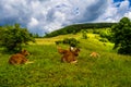 Young Cows Rest On Green Pasture In Rural Landscape In Austria Royalty Free Stock Photo