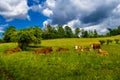 Young Cows Rest On Green Pasture In Rural Landscape In Austria Royalty Free Stock Photo
