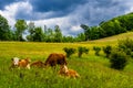 Young Cows Rest On Green Pasture In Rural Landscape In Austria Royalty Free Stock Photo