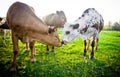 Young Cows Touching Noses Royalty Free Stock Photo