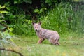 Young coyote pup on guard to nearby movement Royalty Free Stock Photo