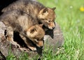 Playful coyote pups Royalty Free Stock Photo