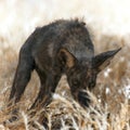 Coyote pup showing hair loss and very dark skin, likely infected with mange. Royalty Free Stock Photo