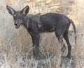 Coyote pup showing hair loss and very dark skin, likely infected with mange. Royalty Free Stock Photo