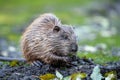 Young coypu Myocastor coypus in grass on river