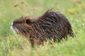Young coypu, Myocastor coypus, relaxing on grassy river bank. Rodent also known as nutria, swamp beaver or beaver rat. Wildlife