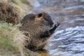 Young coypu, Myocastor coypus, sitting in grass on river bank and cleaning hair on forelegs. Invasive rodent also known as nutria Royalty Free Stock Photo