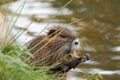 Young coypu, Myocastor coypus, sitting in grass on river bank and cleaning hair on forelegs. Rodent also known as nutria