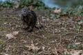 young Coypu or Nutria in the wild