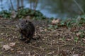 young Coypu or Nutria in the wild