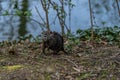 Young Coypu or Nutria in the wild