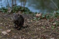 Young Coypu or Nutria in the wild