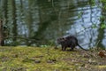 young Coypu or Nutria in the wild