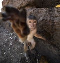 Young Crab Eating Macaque