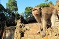 Young Crab Eating Macaque, Ubud Monkey Temple, Bali, Indonesia Royalty Free Stock Photo