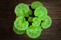 Young Cranesbills Geranium Leaves in a Clay Pot