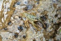 Young crayfish Astacus astacus sitting in shallow water Royalty Free Stock Photo