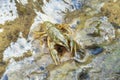 Young crayfish Astacus astacus sitting in shallow water Royalty Free Stock Photo