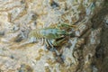 Young crayfish Astacus astacus sitting in shallow water Royalty Free Stock Photo