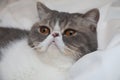 Young crazy American shorthair cat or kitten make big eyes closeup funny face. Cute tabby cat looking the camera lying on white