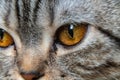 Young crazy surprised cat make big eyes closeup. American shorthair surprised cat or kitten funny face big eyes. Young cat looking Royalty Free Stock Photo