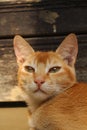 Young crazy surprised cat make big eyes closeup.