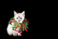 Young cream and brown kitten wearing holiday collar isolated on black backdrop