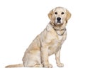 Young cream Golden Retriever wearing a collar chain, sitting and looking at camera, isolated on white