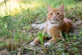 young cream tabby ginger cat outdoors in the back yard looking ahead on a hot summer day