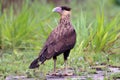 Young Crested Caracara (Caracara plancus) perched on the ground. immature bird