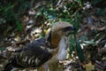 Young crested hawk eagle looks away into the jungles of wilpattu