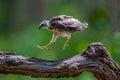 Young Crested serpent-eagle(Spilornis cheela)