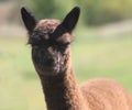 Young Cria Alpaca Royalty Free Stock Photo